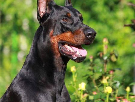 A Doberman saved his master from a knife stab at the cost of his own life